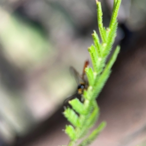 Dusona sp. (genus) at Percival Hill - 18 Jan 2024