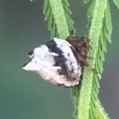 Phoroncidia sextuberculata (Six-knobbed Phoroncidia) at Nicholls, ACT - 18 Jan 2024 by Hejor1