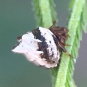 Phoroncidia sextuberculata at Percival Hill - 18 Jan 2024