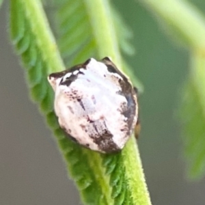 Phoroncidia sextuberculata at Percival Hill - 18 Jan 2024 05:07 PM