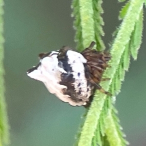 Phoroncidia sextuberculata at Percival Hill - 18 Jan 2024