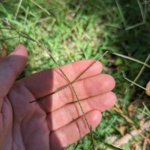 Cynodon dactylon at Florey, ACT - 18 Jan 2024