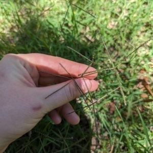 Cynodon dactylon at Florey, ACT - 18 Jan 2024 01:53 PM