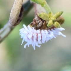 Cryptolaemus montrouzieri (Mealybug ladybird) at Nicholls, ACT - 18 Jan 2024 by Hejor1