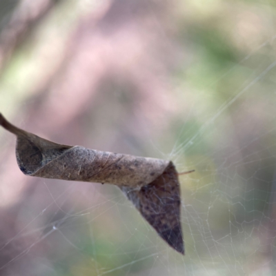 Deliochus pulcher (Beautiful Deliochus spider) at Nicholls, ACT - 18 Jan 2024 by Hejor1