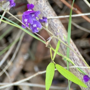 Glycine tabacina at Percival Hill - 18 Jan 2024