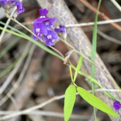 Glycine tabacina at Percival Hill - 18 Jan 2024