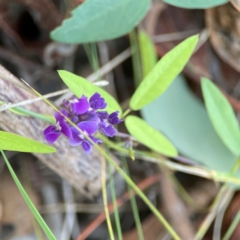 Glycine tabacina at Percival Hill - 18 Jan 2024