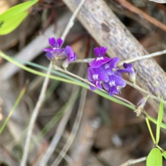 Glycine tabacina at Percival Hill - 18 Jan 2024