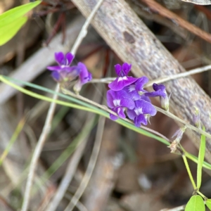 Glycine tabacina at Percival Hill - 18 Jan 2024