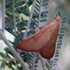 Endotricha pyrosalis (A Pyralid moth) at Nicholls, ACT - 18 Jan 2024 by Hejor1