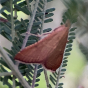 Endotricha pyrosalis at Percival Hill - 18 Jan 2024 05:19 PM