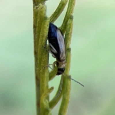 Galerucini sp. (tribe) (A galerucine leaf beetle) at Nicholls, ACT - 18 Jan 2024 by Hejor1