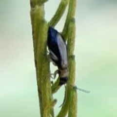 Galerucini sp. (tribe) at Percival Hill - 18 Jan 2024