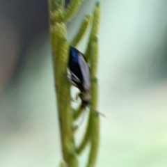 Galerucini sp. (tribe) at Percival Hill - 18 Jan 2024