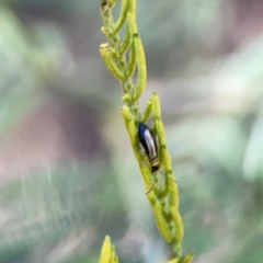 Galerucini sp. (tribe) at Percival Hill - 18 Jan 2024