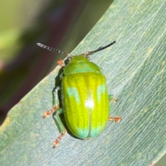 Calomela pallida (Leaf beetle) at Nicholls, ACT - 18 Jan 2024 by Hejor1