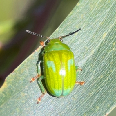Calomela pallida (Leaf beetle) at Nicholls, ACT - 18 Jan 2024 by Hejor1