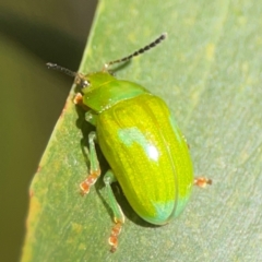 Calomela pallida at Percival Hill - 18 Jan 2024