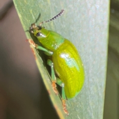 Calomela pallida at Percival Hill - 18 Jan 2024