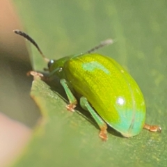 Calomela pallida at Percival Hill - 18 Jan 2024