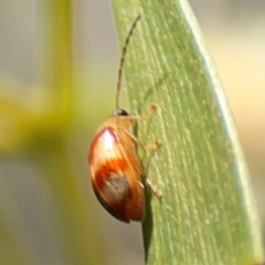 Monolepta juno at Nicholls, ACT - 18 Jan 2024 by Hejor1