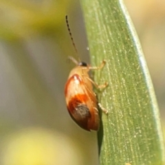 Monolepta juno at Percival Hill - 18 Jan 2024 05:25 PM