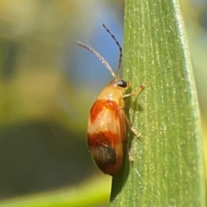 Monolepta juno at Percival Hill - 18 Jan 2024