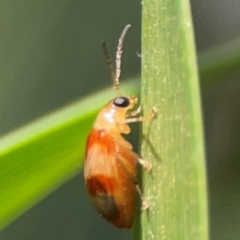 Monolepta juno at Percival Hill - 18 Jan 2024 05:25 PM