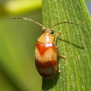 Monolepta juno at Percival Hill - 18 Jan 2024