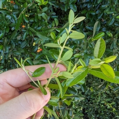 Pyracantha fortuneana (Firethorn) at Florey, ACT - 18 Jan 2024 by rbannister