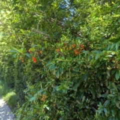 Pyracantha fortuneana at Florey, ACT - 18 Jan 2024