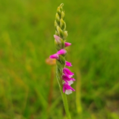 Spiranthes australis (Austral Ladies Tresses) at Nunnock Grassland Walking Track - 18 Jan 2024 by Csteele4