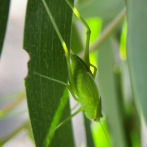 Torbia viridissima at Percival Hill - 18 Jan 2024