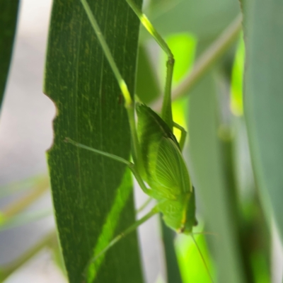 Torbia viridissima (Gum Leaf Katydid) at Nicholls, ACT - 18 Jan 2024 by Hejor1