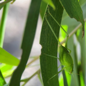 Torbia viridissima at Percival Hill - 18 Jan 2024