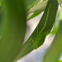 Torbia viridissima at Percival Hill - 18 Jan 2024