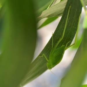 Torbia viridissima at Percival Hill - 18 Jan 2024