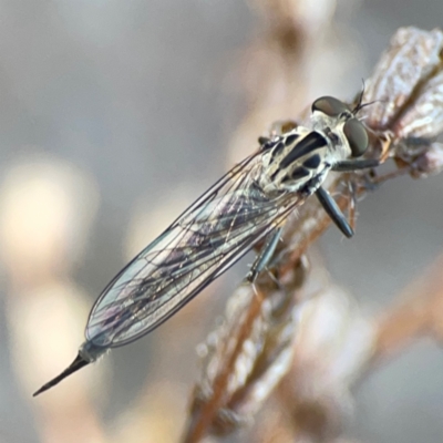 Cerdistus sp. (genus) (Yellow Slender Robber Fly) at Nicholls, ACT - 18 Jan 2024 by Hejor1
