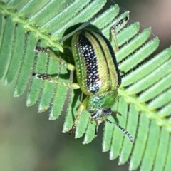 Calomela vittata (Acacia leaf beetle) at Nicholls, ACT - 18 Jan 2024 by Hejor1