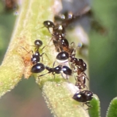 Monomorium sp. (genus) (A Monomorium ant) at Nicholls, ACT - 18 Jan 2024 by Hejor1