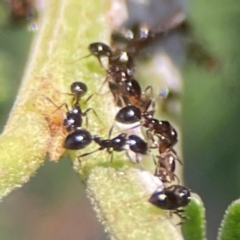 Monomorium sp. (genus) (A Monomorium ant) at Percival Hill - 18 Jan 2024 by Hejor1