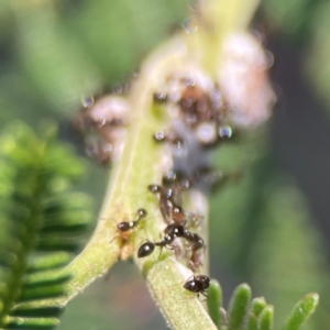 Monomorium sp. (genus) at Percival Hill - 18 Jan 2024