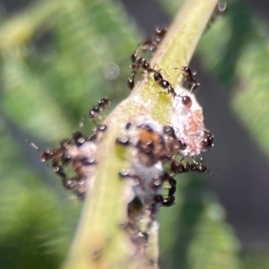 Monomorium sp. (genus) at Percival Hill - 18 Jan 2024