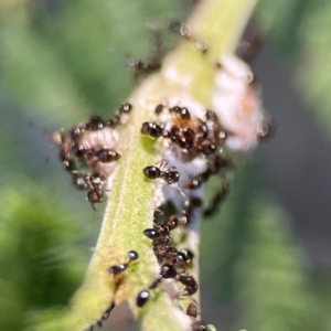 Monomorium sp. (genus) at Percival Hill - 18 Jan 2024