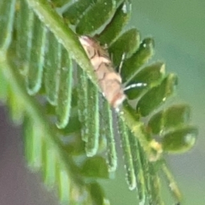 Lepidoptera unclassified ADULT moth (Unidentified - Moth) at Percival Hill - 18 Jan 2024 by Hejor1