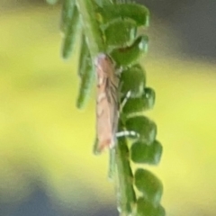 Lepidoptera unclassified ADULT moth at Percival Hill - 18 Jan 2024 06:10 PM