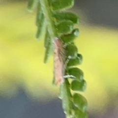 Lepidoptera unclassified ADULT moth at Percival Hill - 18 Jan 2024 06:10 PM