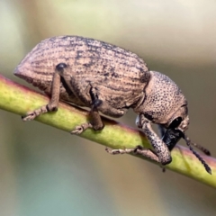 Rhinaria sp. (genus) (Unidentified Rhinaria weevil) at Nicholls, ACT - 18 Jan 2024 by Hejor1