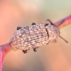 Rhinaria sp. (genus) at Percival Hill - 18 Jan 2024